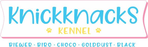 Knickknacks Kennel - Canil Yorkshire Biewer, Biro, Golddust, Chocolate e Black em Sorocaba